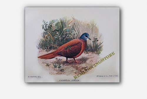 Calopelia puella colomba - calopelia,