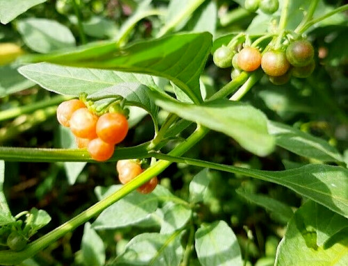 Golden nightshade solanum - golden,