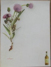 Chartreuse Menu Liqueur des