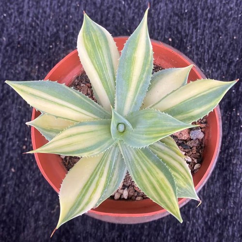 Pianta agave potatorum - di,