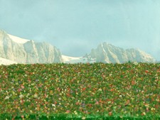 Tappeto erba alta fiorito mm.5