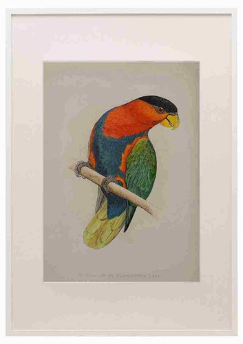 Quadro lydon pappagalli - quadro, af
