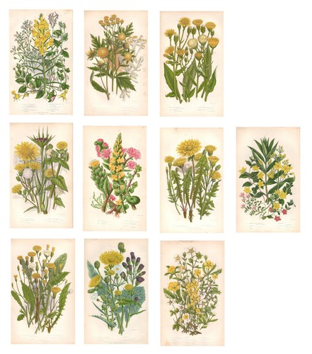 Stampe antiche fiori gialli - antiche, in