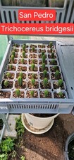 Cactus San Pedro