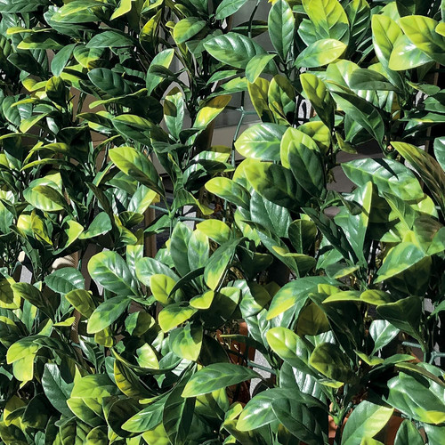 Divy plus laurus - laurus,, siepe