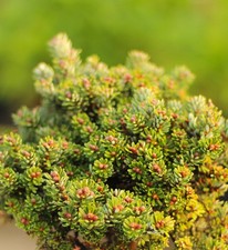 Abete coreano nano Abies