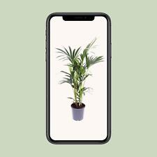 Howea Forsteriana - Palma