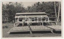 1937 RAIATEA Tre amiche all'essiccatoio di copra *REAL PHOTO cm 13,5 x 8,5