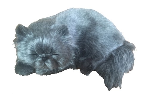 Gatto persiano il cucciolo - il,