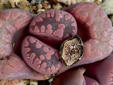 SEEDS - Lithops Otzeniana
