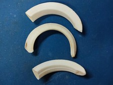 ZANNE DENTI di CINGHIALE lunghi  naturali set di 3 pezzi  mm 109 - 91 - 90