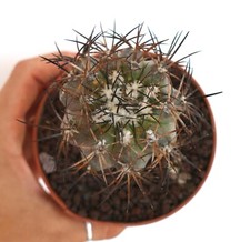 Copiapoa cinerea X griseoviolacea RARE HYBRID T73