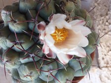 Cactus thelocactus - cactus,