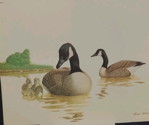 X11 canadian geese - 14"x11”,