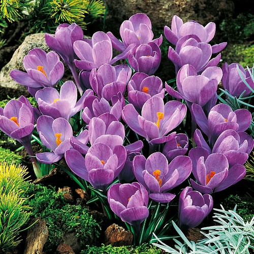 Bulbi fiori cipolle - fiori,