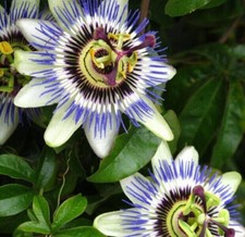 PASSIFLORA CAERULEA, 20 SEMI