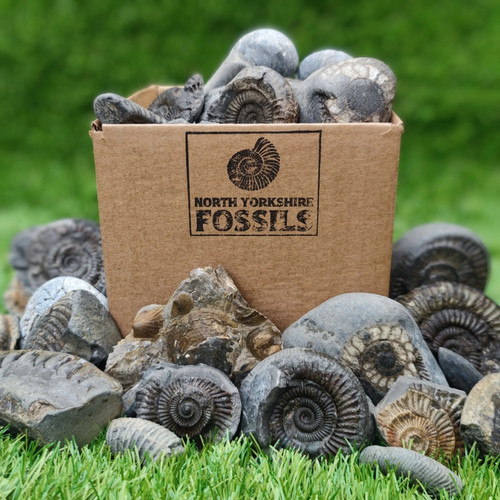 Children fossil box - fossil,