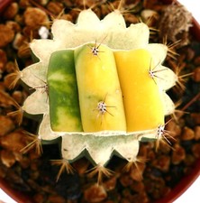 Cereus sp. NORTH of ZACATECAS, Mexico VARIEGATED CUT grafted FR9