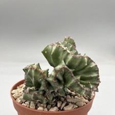 Euphorbia Lactea Crestata
