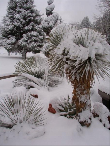 Yucca rostrata blue silver - rostrata, 'blue