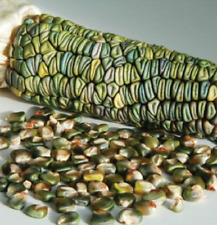 10 SEMI DI MAIS OAXACAN VERDE