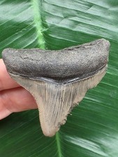 Dente posteriore grigio 6,2 cm