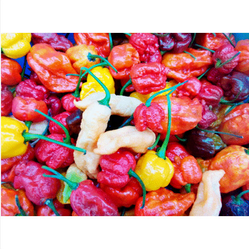 200 semi peperoncino mix - semi, di