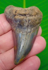PAROTODUS Benedeni Dente di