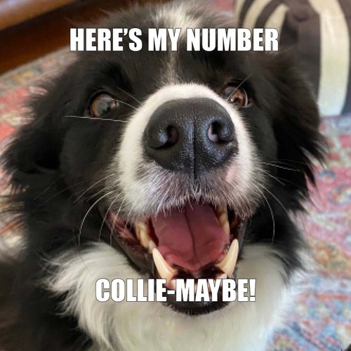 Border collie magnete - collie,