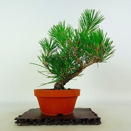 Pinus thunbergii vaso bonsai - pinus,