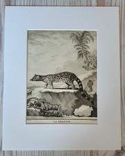 1767 litografia stampa