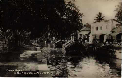Ceylon sri lanka - sri, padda