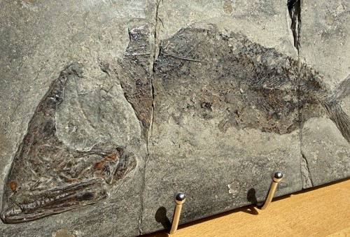 Pesce fossile pachycormus - pesce, 30