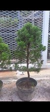 Bonsai ginepro materiale - ginepro,
