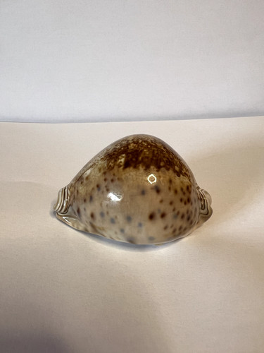 Conchiglia shell cypraea - conchiglia,