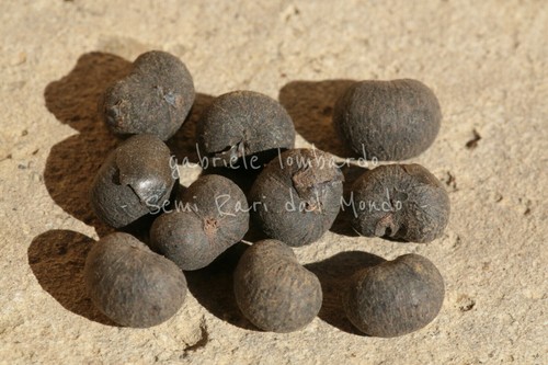 Palma cinese trachycarpus - palma,