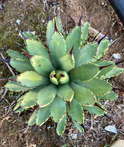 Agave macroacantha - macroacantha,