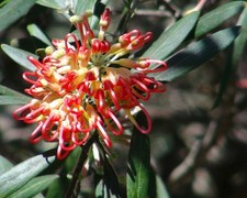 Grevillea Olivacea (in vaso da 3L) - RESISTENTE
