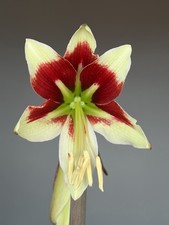 Hippeastrum ESS X Bukasovii
