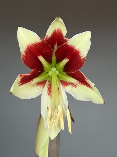 Hippeastrum ess bukasovii - ess,