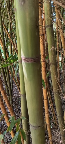 Bamboo taglio fresco - bamboo, 1,5"