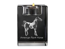 American Paint Horse -
