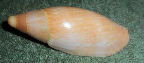 Rfm 86678 voluta ericusa - rfm,