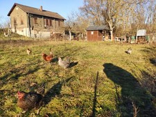 Uova molto fresche pascolo