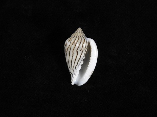 Sea shell glabella bellii - sea,