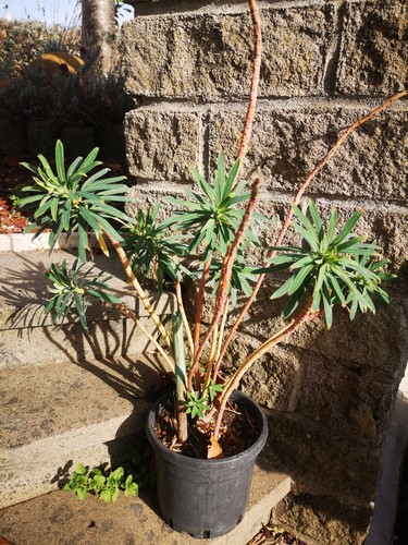 Euphorbia cespugliosa - euphorbia,