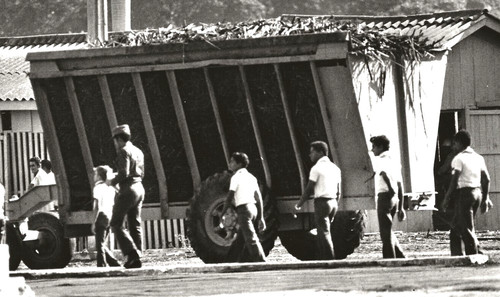 Foto cuba 1981 - raccolta, canna