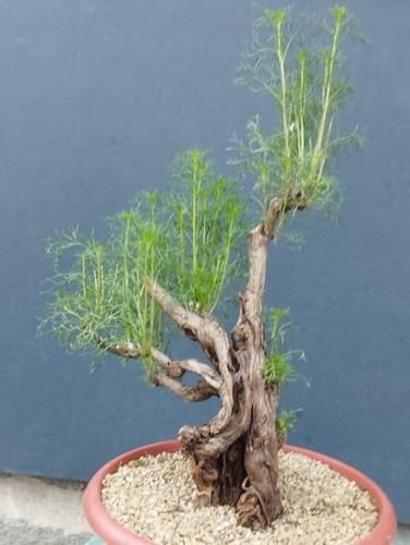 Bonsai artemisia capillaris - bonsai,
