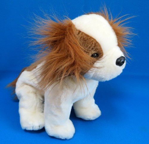 Regal cavalier king charles - cavalier,