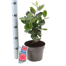 Camelia rosa "Camellia